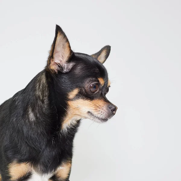 スタジオでの若い黒Chihuahuaの肖像画 — ストック写真