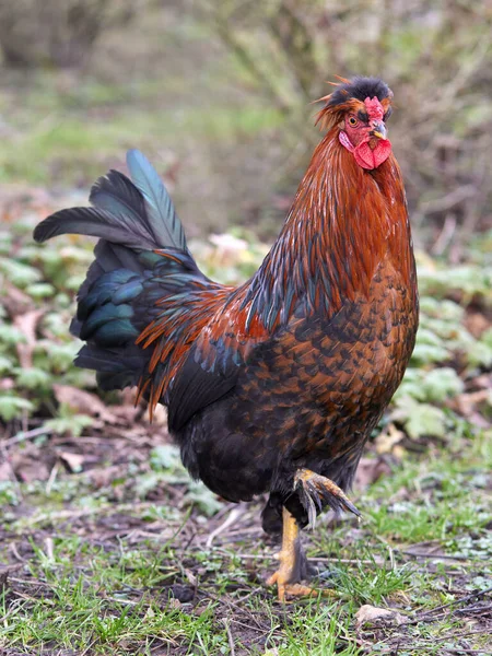 Ung Brun Röd Tupp Polen Kyckling Trädgården — Stockfoto