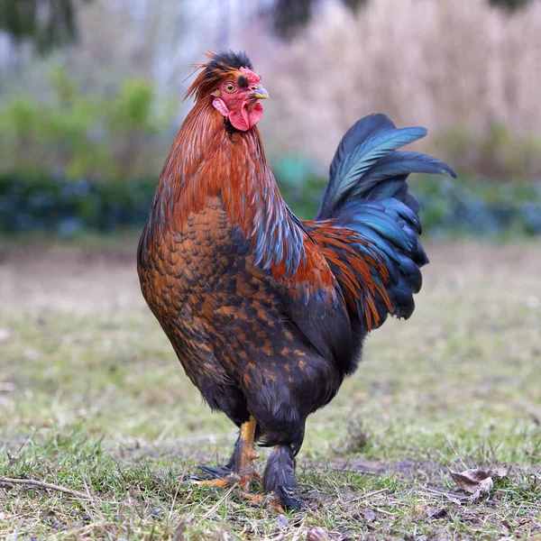 Młody Brązowy Czerwony Kogut Polski Kurczak Ogrodzie — Zdjęcie stockowe