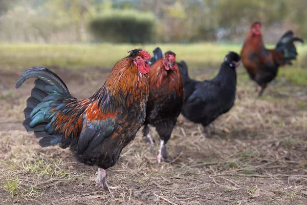 庭で鶏のフリー範囲の鶏の鶏と鶏のグループ — ストック写真