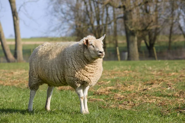 Weiße Flämische Schafe Auf Der Weide — Stockfoto