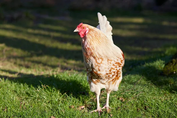 Polonya Nın Beyaz Horozu Bahçede Tavuk — Stok fotoğraf