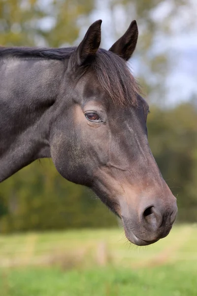 Närbild Huvudet Brun Häst — Stockfoto