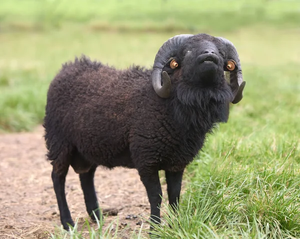 Kahverengi Erkek Koyundan Daha Hızlı Tüy Döküyor — Stok fotoğraf