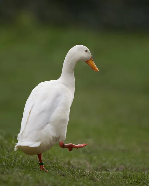 Branco Pato Corredor Indiano Isolado Fundo Borrado — Fotografia de Stock