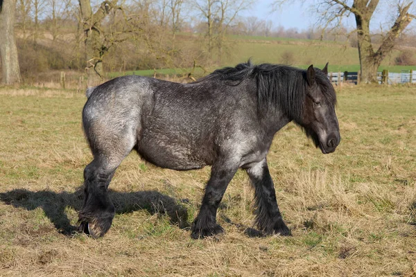Традиційний Фламандський Кінь Лузі — стокове фото