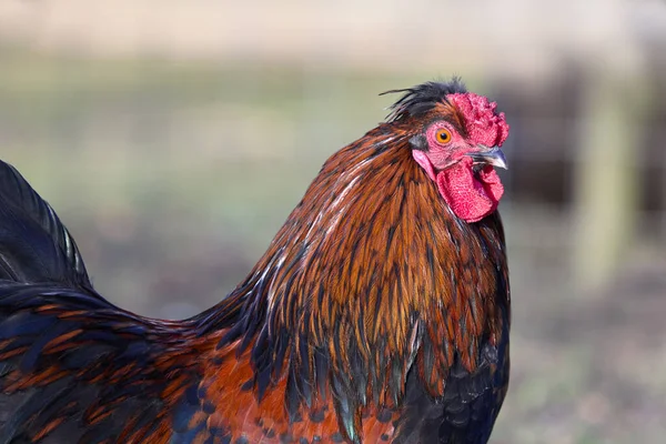 Close Head Red Rooster — Stock Photo, Image
