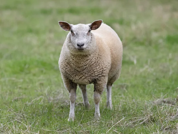 Білі Фламандські Вівці Лузі — стокове фото