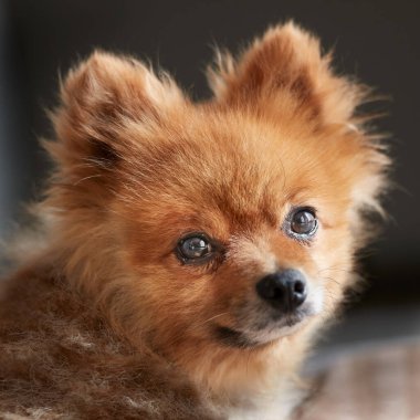 Pomeranya köpeğinin yakın plan fotoğrafı.