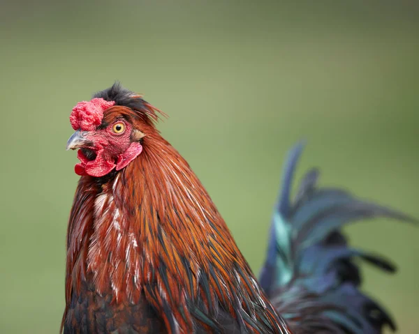 Red Rooster Free Range Garden — Stock Photo, Image