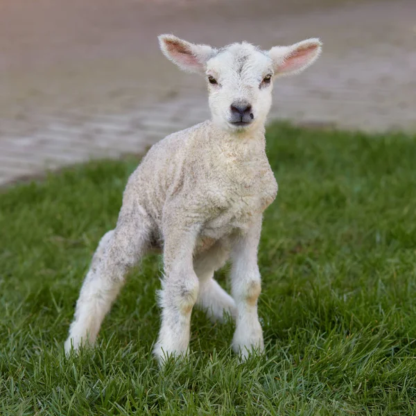 Junges Weißes Lamm Auf Gras — Stockfoto