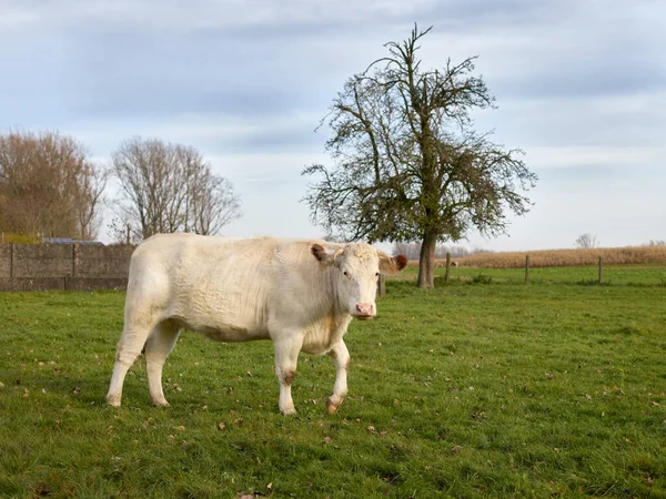 Vache Blanche Dans Prairie Ardennes Flamandes — Photo