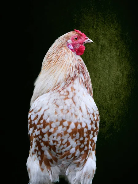 Studio Portrait White Young Rooster — Stock Photo, Image