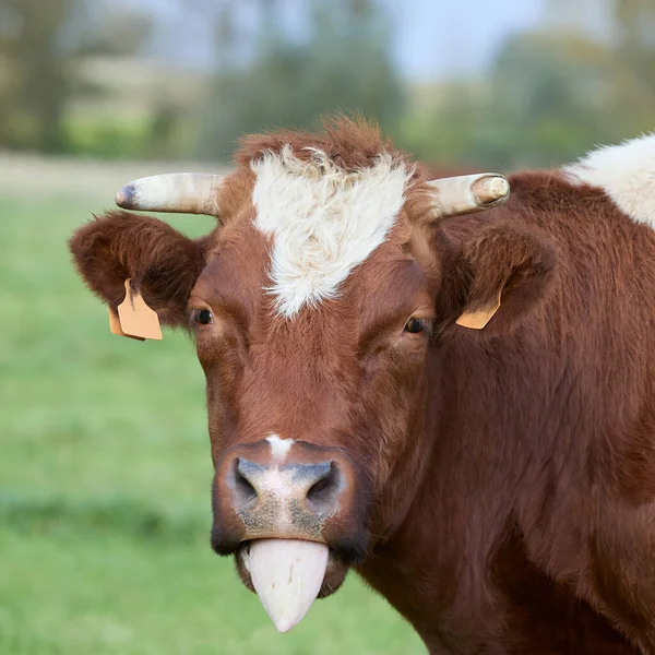 奶牛伸出舌头 — 图库照片