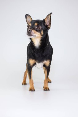 Stüdyodaki genç siyah chihuahua