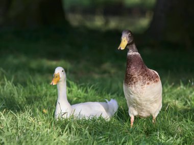 Çimlerde iki Hintli koşucu ördek