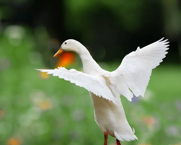 stock image White Indian runner duck spread wings