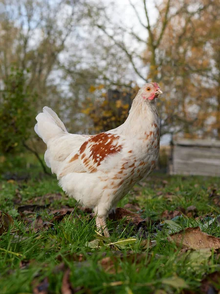 Young White Rooster Poland Chick White Range — Stock Photo, Image