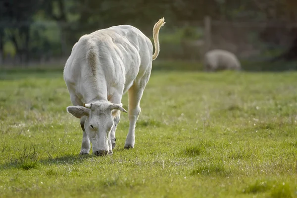 Pâturage Vaches Blanches Dans Prairie — Photo