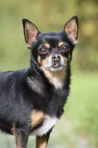 Retrato Chihuahua Negro Joven — Foto de Stock