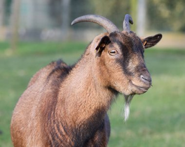 Genç kahverengi keçiye yaklaş.