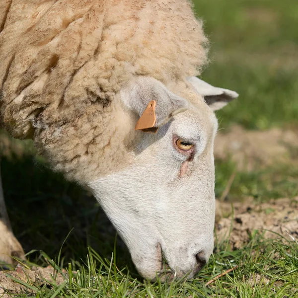 Beyaz Koyunun Yakını Otlanıyor — Stok fotoğraf