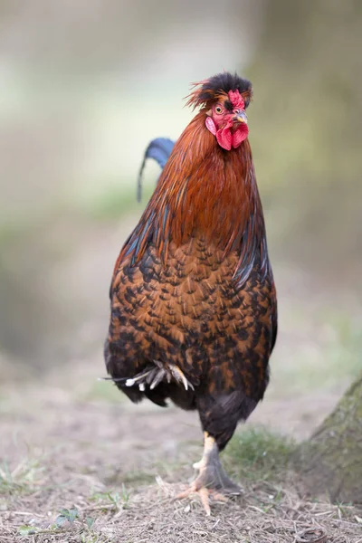 Close Red Rooster Free Garden — Stock Photo, Image