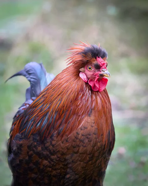 在花园免费提供红鸡的近身服务 — 图库照片