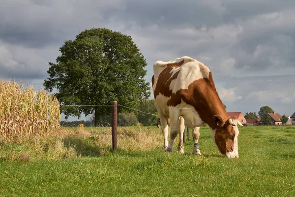 Brown White Cow Grazing Meadow — Zdjęcie stockowe