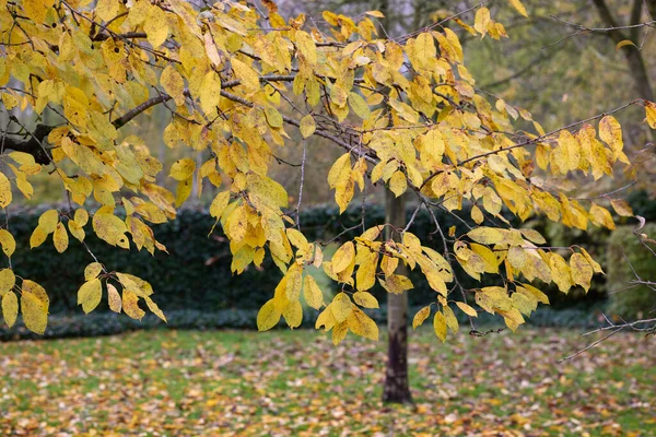 Træ Med Efterårsblade Gule Farver Dyb Grøn Have - Stock-foto