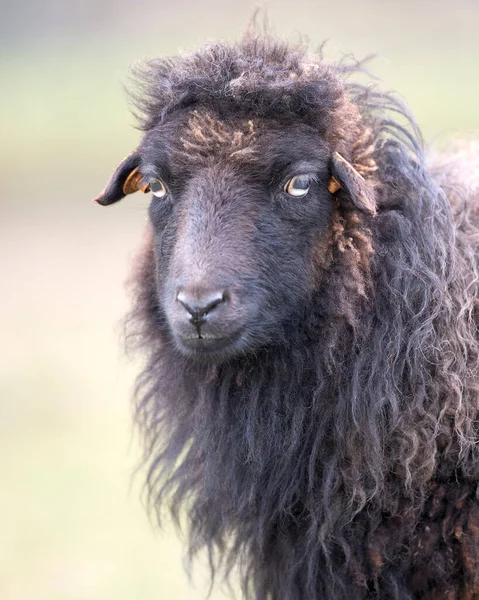 Портрет Крупным Планом Женской Овцы Ушанта — стоковое фото
