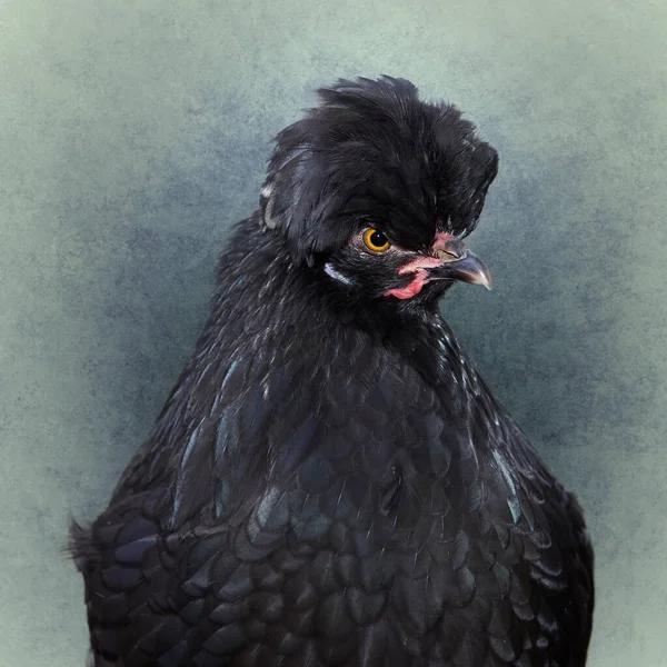 Szoros Fekete Lengyelország Csirke Fehér Címerrel — Stock Fotó