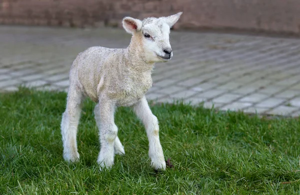 Милый Новорожденный Белый Ягненок Траве — стоковое фото