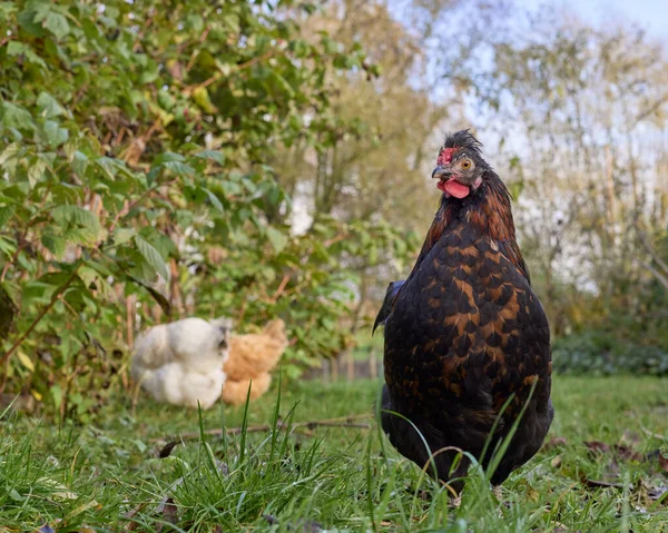 Młody Kurczak Wolny Wybieg Ogrodzie — Zdjęcie stockowe