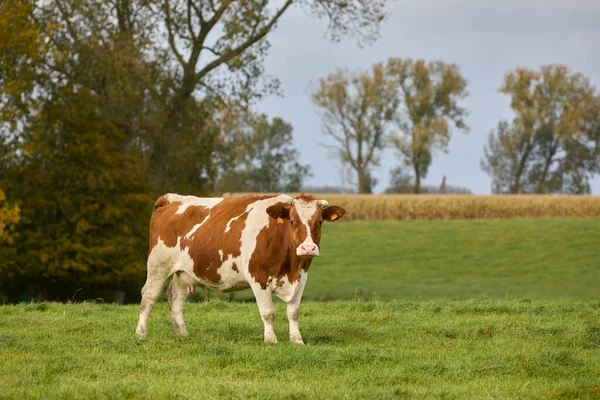 Vache Blanche Brune Dans Prairie — Photo
