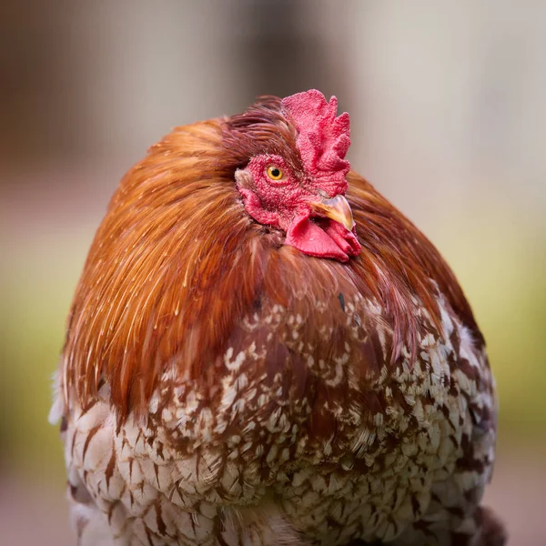 赤い雄鶏の閉鎖肖像画孤立 — ストック写真