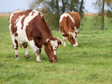 Bir çayırda otlatma sığır