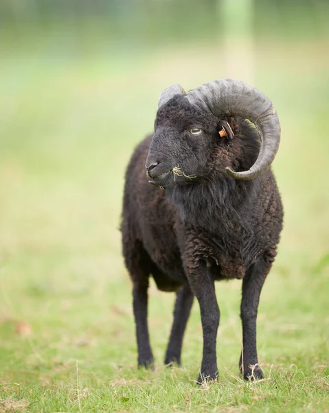 Bulanık arka planda izole edilmiş siyah erkek koyun.