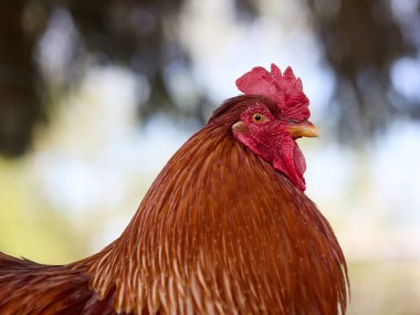 Kırmızı horoza yaklaş