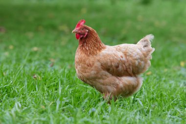 Kahverengi tavuk bahçede izole edilmiş.