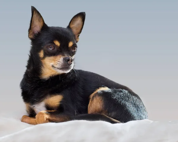 Beyaz Arka Planda Siyah Chihuahua Stüdyo Resmi — Stok fotoğraf