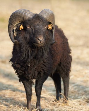 Kahverengi siyah renkli koyun arabası. 