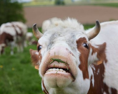 Açık ağızlı ineğe yakın çekim