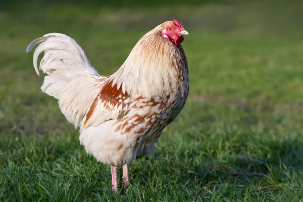 草の中の農場の白い鶏 ストックフォト