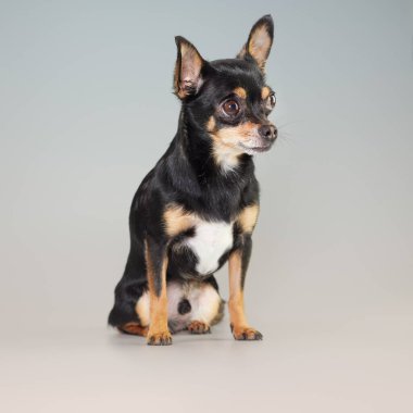 Genç siyah chihuahua 'nın stüdyo portresi.