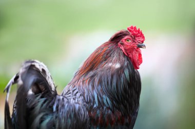 Kahverengi kırmızı horozun tek portresi.