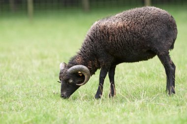 Genç kahverengi erkek, otlayan koyunlardan daha hızlı otluyor.