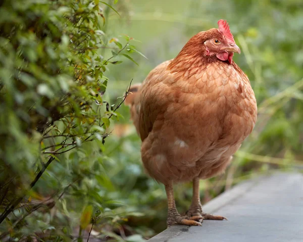 Barna Sussex Csirke Szabad Tartomány Kertben — Stock Fotó