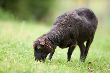 Female ouessant sheep freshly fleeced 