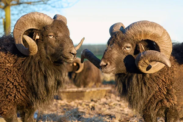 Portrait of two male brown ouessant sheep facing each other